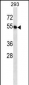 BTN2A1 Antibody (C-term)